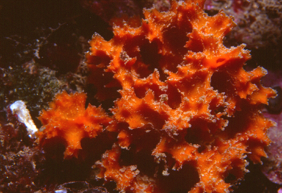  Acanthella acuta (Cactus Sponge, Orange Lumpy Sponge)